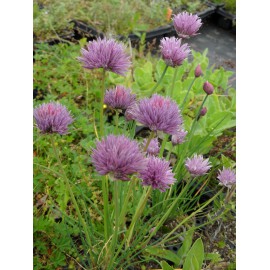 Allium schoenoprasum - Schnittlauch, 50 Pflanzen im 5/6 cm Topf