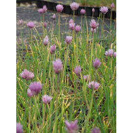 Allium schoenoprasum - Schnittlauch, 50 Pflanzen im 5/6 cm Topf