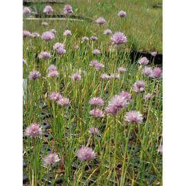 Allium schoenoprasum - Schnittlauch, 50 Pflanzen im 5/6 cm Topf