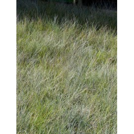 Festuca glauca - Blauschwingel, 50 Pflanzen im 5/6 cm Topf