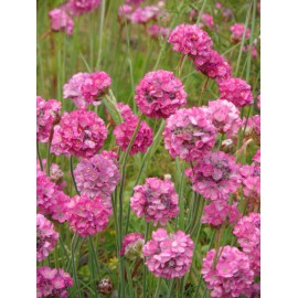 Armeria maritima - Grasnelke in pink, 50 Pflanzen im 5/6 cm Topf