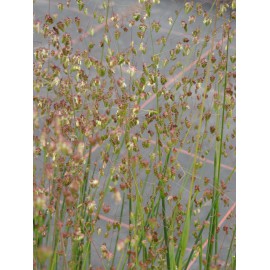 Briza media - Zittergras, 6 Pflanzen im 5/6 cm Topf