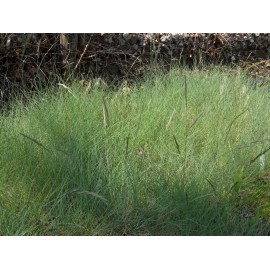 Festuca glauca - Blauschwingel, 50 Pflanzen im 5/6 cm Topf