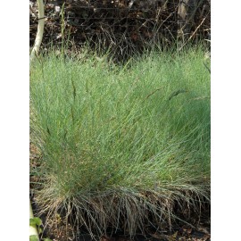 Festuca glauca - Blauschwingel, 50 Pflanzen im 5/6 cm Topf