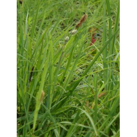 Carex flacca - Blaugrüne Segge, 6 Pflanzen im 5/6 cm Topf