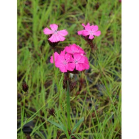 Dianthus carthusianorum - Karthäusernelke, 50 Pflanzen im 5/6 cm Topf