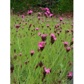 Dianthus carthusianorum - Karthäusernelke, 50 Pflanzen im 5/6 cm Topf