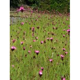 Dianthus carthusianorum - Karthäusernelke, 50 Pflanzen im 5/6 cm Topf