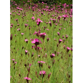 Dianthus carthusianorum - Karthäusernelke, 50 Pflanzen im 5/6 cm Topf