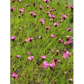 Dianthus carthusianorum - Karthäusernelke, 50 Pflanzen im 5/6 cm Topf