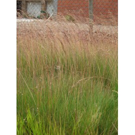 Festuca amethystina - Regenbogenschwingel, 6 Pflanzen im 5/6 cm Topf