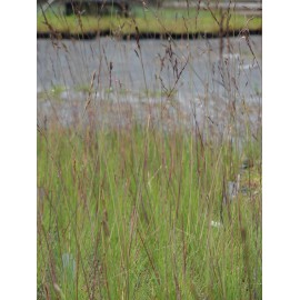 Festuca amethystina - Regenbogenschwingel, 50 Pflanzen im 5/6 cm Topf