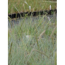 Festuca glauca - Blauschwingel, 6 Pflanzen im 5/6 cm Topf