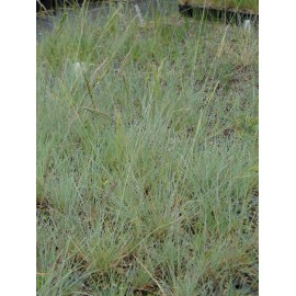 Festuca glauca - Blauschwingel, 6 Pflanzen im 5/6 cm Topf