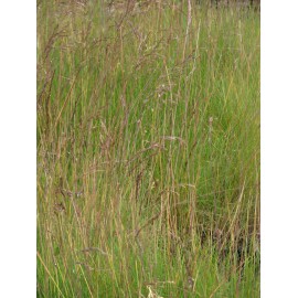 Festuca amethystina - Regenbogenschwingel, 6 Pflanzen im 5/6 cm Topf