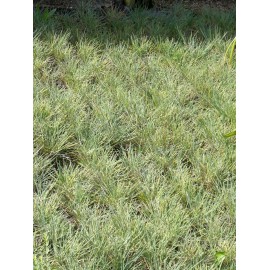 Koeleria glauca - Blaugraues Schillergras, 6 Pflanzen im 5/6 cm Topf