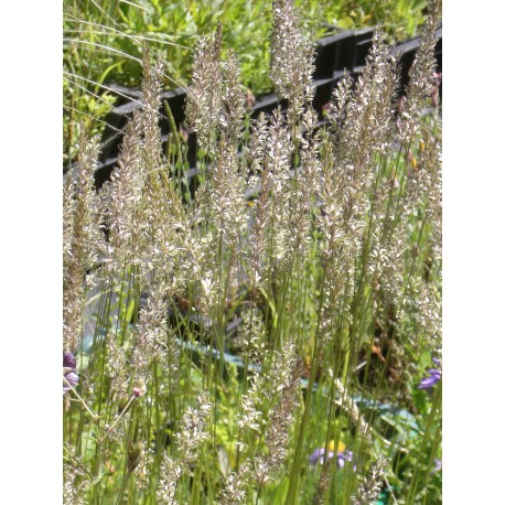Koeleria glauca - Blaugraues Schillergras, 6 Pflanzen im 5/6 cm Topf Koeleria glauca - Blaugraues Schillergras, 6 Pflanzen im 5/6 cm Topf