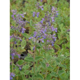 Nepeta x faassenii - Katzenminze, 6 Pflanzen im 5/6 cm Topf