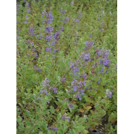 Nepeta x faassenii - Katzenminze, 50 Pflanzen im 5/6 cm Topf