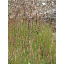 Festuca amethystina - Regenbogenschwingel, 50 Pflanzen im 5/6 cm Topf