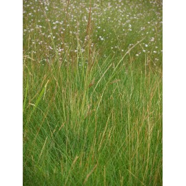 Festuca amethystina - Regenbogenschwingel, 50 Pflanzen im 5/6 cm Topf