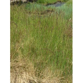 Festuca amethystina - Regenbogenschwingel, 50 Pflanzen im 5/6 cm Topf