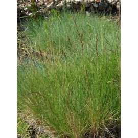 Festuca amethystina - Regenbogenschwingel, 50 Pflanzen im 5/6 cm Topf