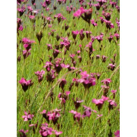 Dianthus carthusianorum - Karthäusernelke, 6 Pflanzen im 5/6 cm Topf