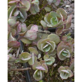 Sedum cauticolum, 6 Pflanzen im 5/6 cm Topf