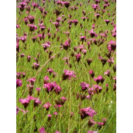 Dianthus carthusianorum - Karthäusernelke, 50 Pflanzen im 5/6 cm Topf