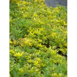 Sedum hybridum Immergrünchen, 6 Pflanzen im 5/6 cm Topf
