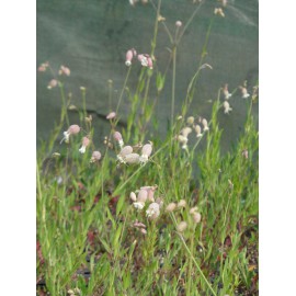 Silene vulgaris - Taubenkropf-Leimkraut, 50 Pflanzen im 5/6 cm Topf