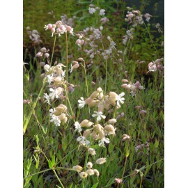Silene vulgaris - Taubenkropf-Leimkraut, 6 Pflanzen im 5/6 cm Topf