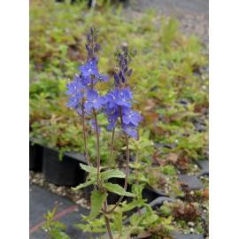 Veronica teucrium Königsblau - Großer Ehrenpreis, 50 Pflanzen im 5/6 cm Topf