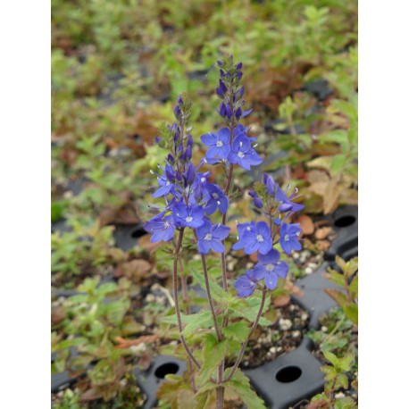 Veronica teucrium Königsblau - Großer Ehrenpreis, 6 Pflanzen im 5/6 cm Topf
