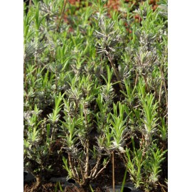 Lavandula angustifolia - Lavendel, 50 Pflanzen im 5/6 cm Topf