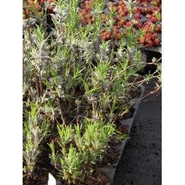 Lavandula angustifolia - Lavendel, 6 Pflanzen im 5/6 cm Topf