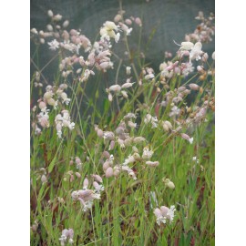 Silene vulgaris - Taubenkropf-Leimkraut, 6 Pflanzen im 5/6 cm Topf