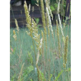 Koeleria glauca - Blaugraues Schillergras, 6 Pflanzen im 5/6 cm Topf