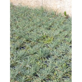 Koeleria glauca - Blaugraues Schillergras, 6 Pflanzen im 5/6 cm Topf