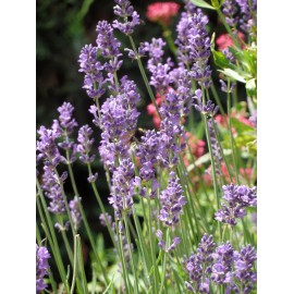 Lavandula angustifolia - Lavendel, 50 Pflanzen im 5/6 cm Topf