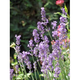 Lavandula angustifolia - Lavendel, 50 Pflanzen im 5/6 cm Topf