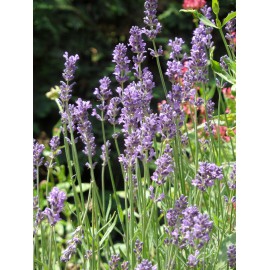 Lavandula angustifolia - Lavendel, 6 Pflanzen im 5/6 cm Topf