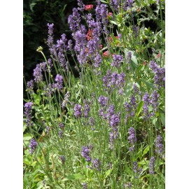 Lavandula angustifolia - Lavendel, 6 Pflanzen im 5/6 cm Topf