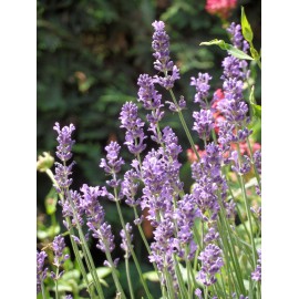 Lavandula angustifolia - Lavendel, 6 Pflanzen im 5/6 cm Topf