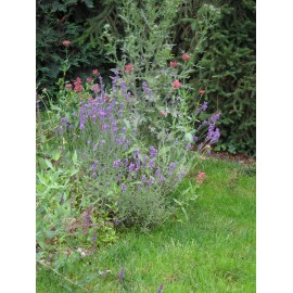 Lavandula angustifolia - Lavendel, 6 Pflanzen im 5/6 cm Topf