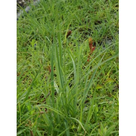 Carex flacca - Blaugrüne Segge, 6 Pflanzen im 5/6 cm Topf