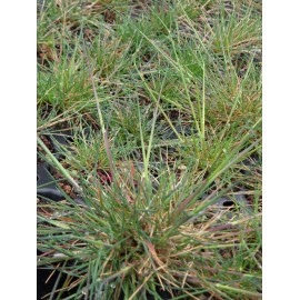 Festuca ovina - Schafschwingel, 6 Pflanzen im 5/6 cm Topf