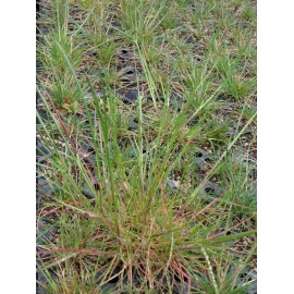 Festuca ovina - Schafschwingel, 6 Pflanzen im 5/6 cm Topf