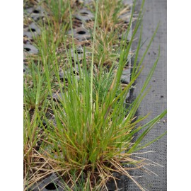 Festuca ovina - Schafschwingel, 50 Pflanzen im 5/6 cm Topf